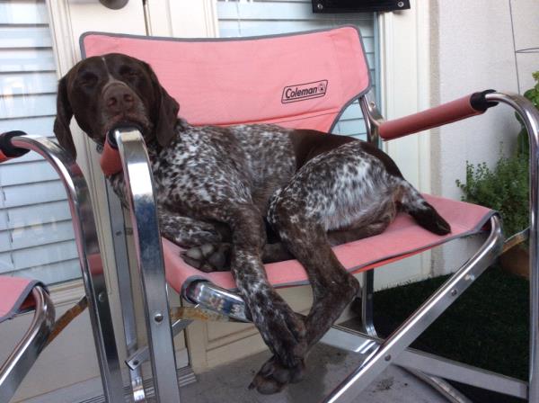 /Images/uploads/Southeast German Shorthaired Pointer Rescue/segspcalendarcontest2018/entries/8874thumb.jpg